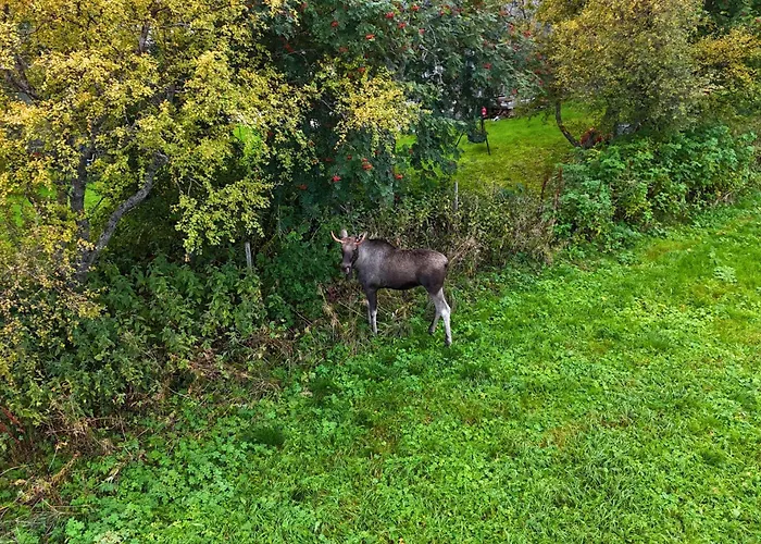 Semesterbostad Rorbu By Nappstraumen, Lofoten
