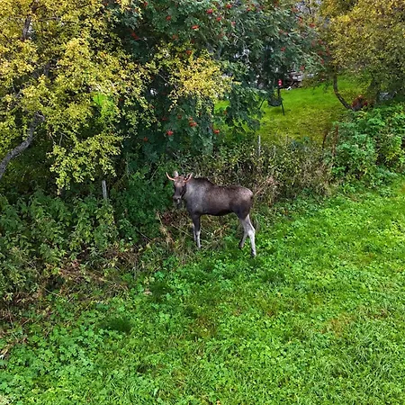 Vakantiehuis Rorbu By Nappstraumen, Lofoten